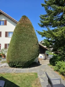 Grosse, geschnittene Zypressenform