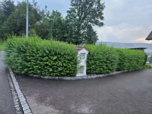 Heckenpflege an der Strassenecke