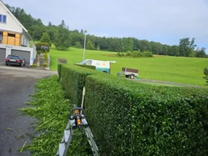Gartenhecke mit Pflegearbeiten