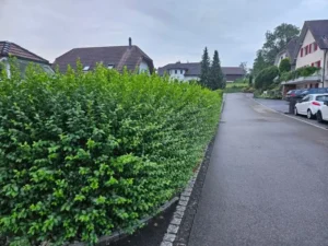 Dichte grüne Hecke entlang des Gehwegs