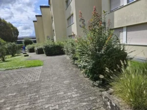 Steinweg mit dichter Heckenbepflanzung