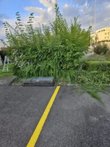 Grünfläche mit Gehweg und Pflanzen